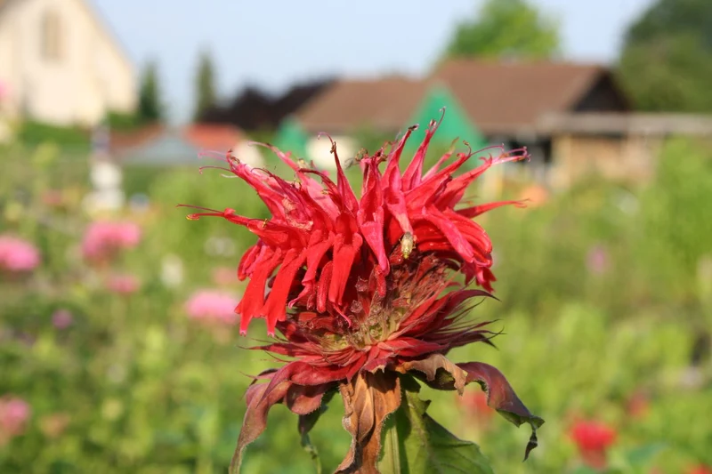 Monarda fistulosa 'Gardenview Scarlet' (Indianernessel)
