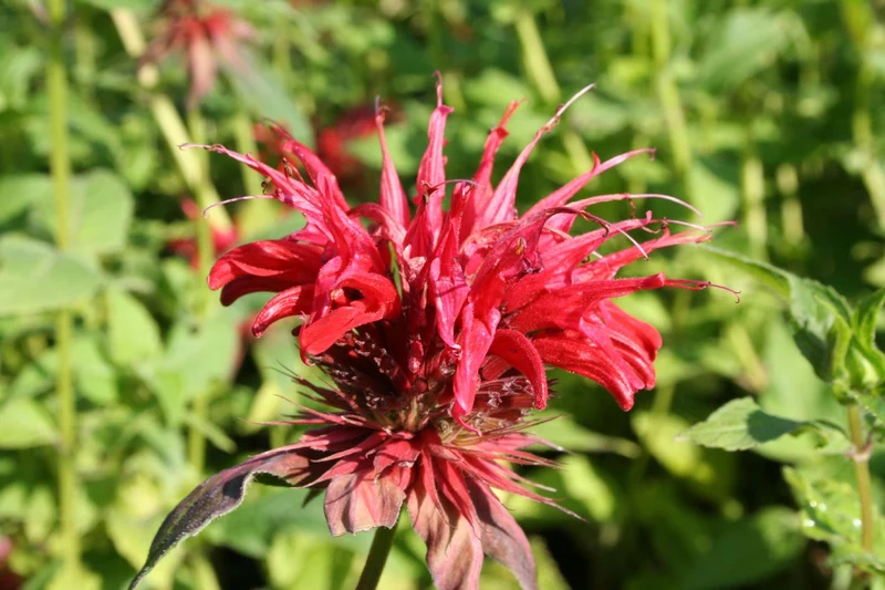 Monarda fistulosa 'Cambridge Scarlet' (Indianernessel)