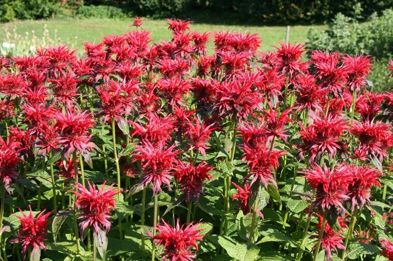 Monarda fistulosa 'Cambridge Scarlet' (Indianernessel)