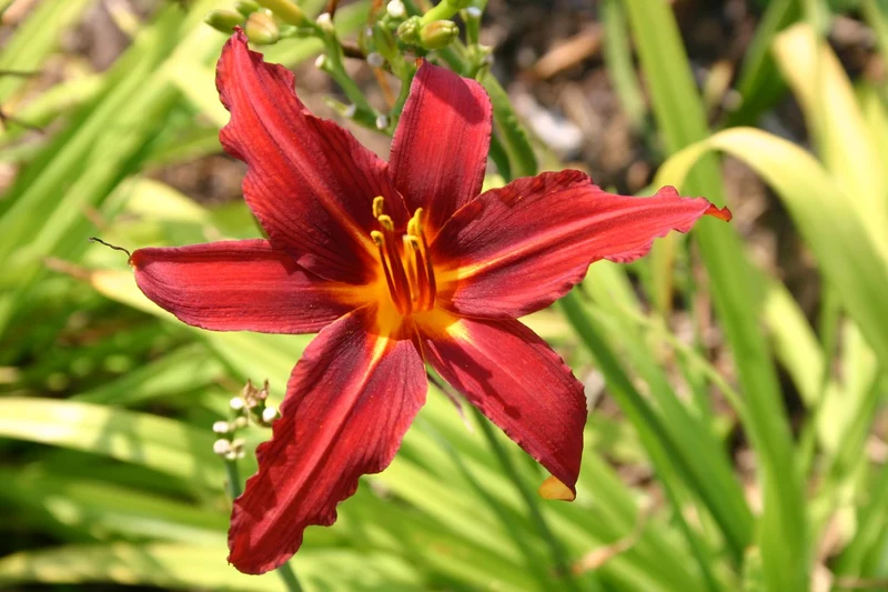 Hemerocallis 'Crimson Pirate' (Großblumige Taglilie)