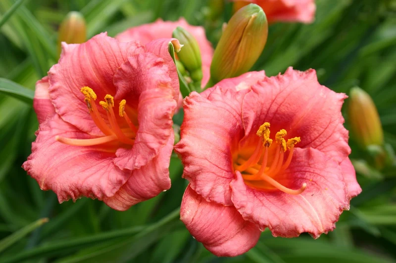 Hemerocallis 'Cosmopolitan' (Miniaturblütige Taglilie)