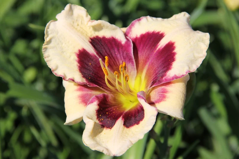 Hemerocallis 'Celebration of Angels' (Großblumige Taglilie)