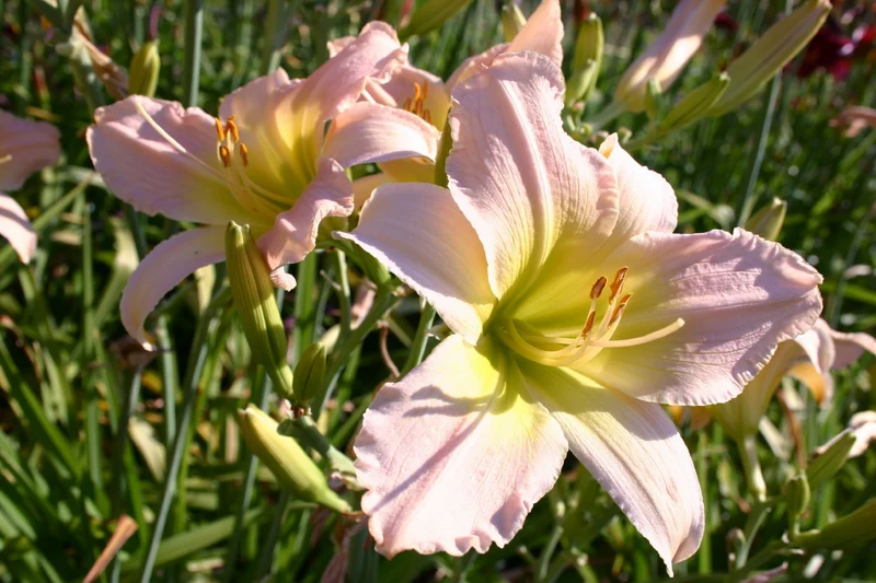 Hemerocallis 'Catherine Woodbery' (Großblumige Taglilie)
