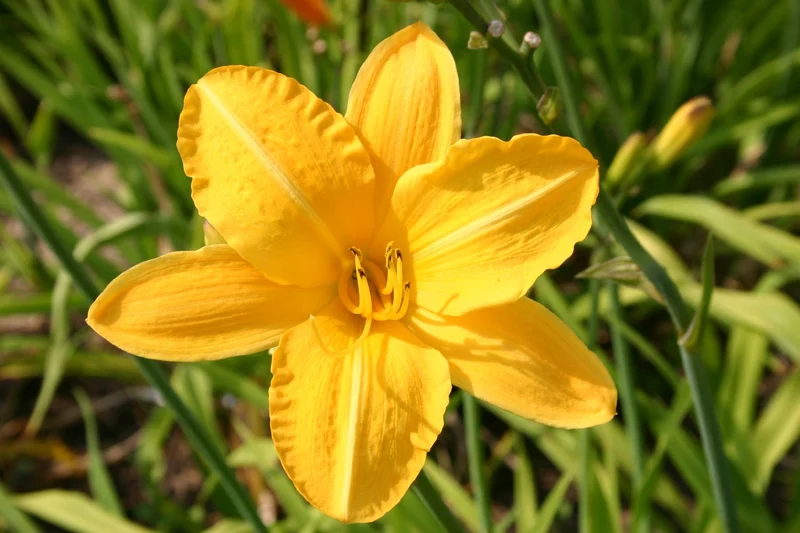 Hemerocallis 'Cartwheels' (Großblumige Taglilie)