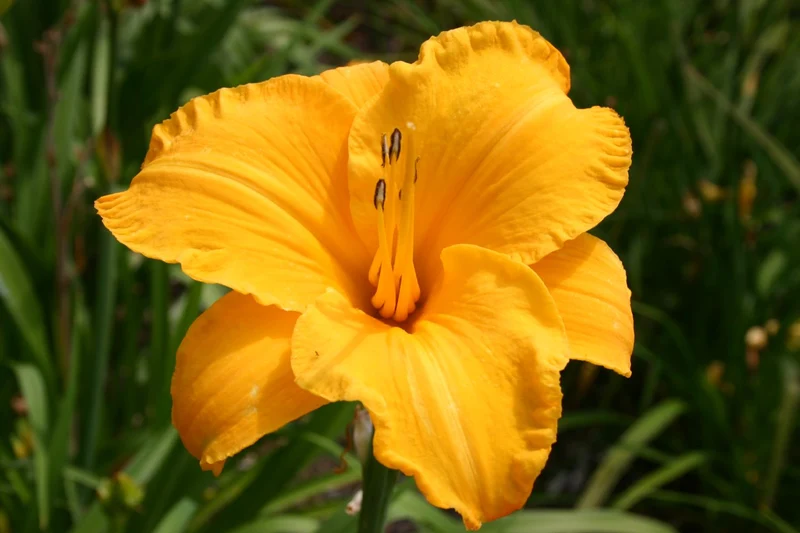 Hemerocallis 'By Myself' (Großblumige Taglilie)