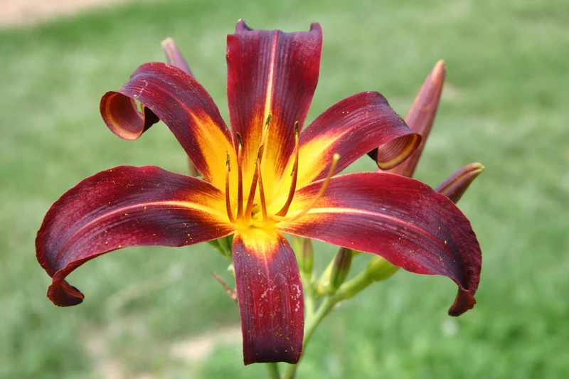 Hemerocallis 'Black Plush' (Großblumige Taglilie)