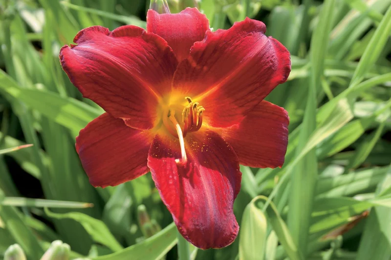 Hemerocallis 'Berlin Oxblood' (Großblumige Taglilie)