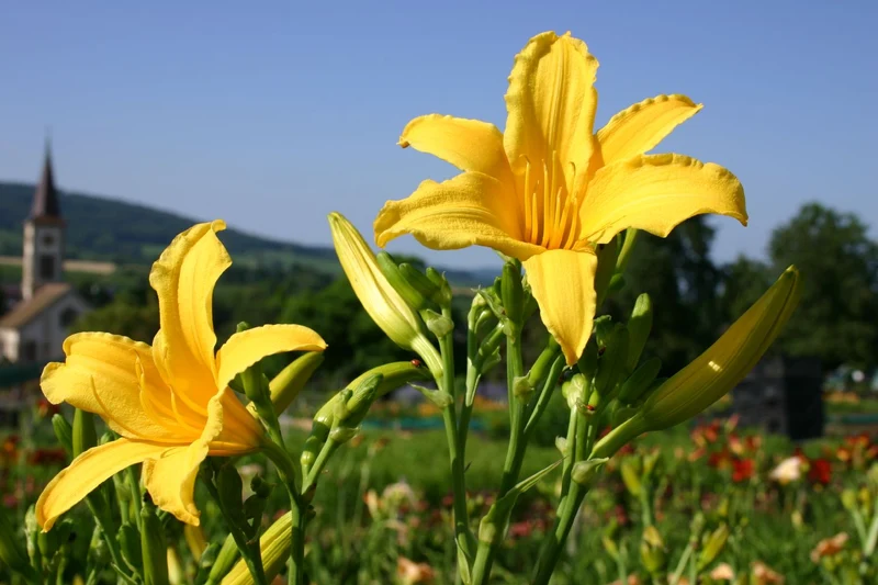 Hemerocallis 'Berlin Multi' (Kleinblumige Taglilie)