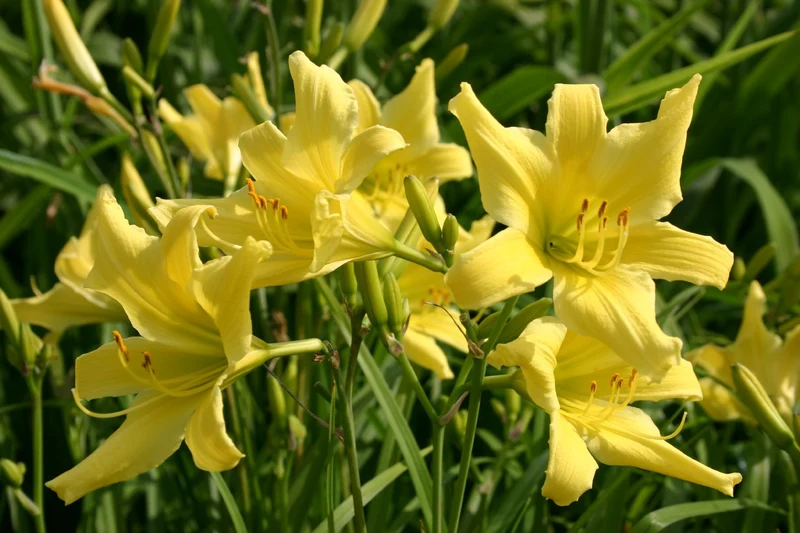 Hemerocallis 'Bel' (Kleinblumige Taglilie)