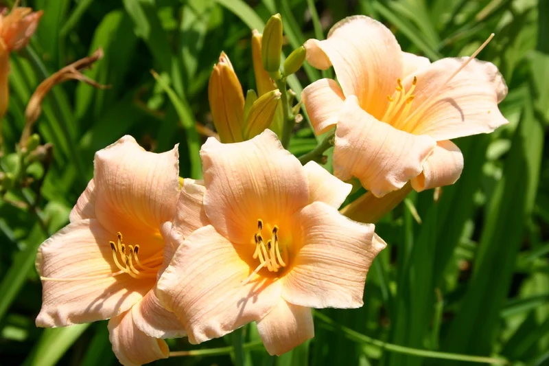 Hemerocallis 'Baby Julia' (Kleinblumige Taglilie)