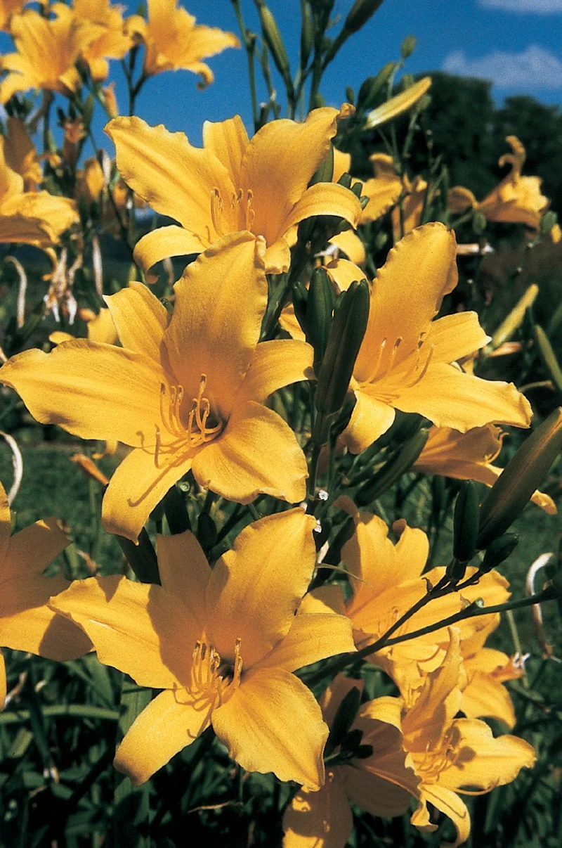 Hemerocallis 'August Orange' (Kleinblumige Taglilie)
