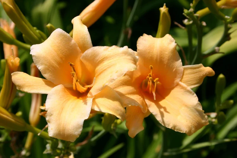 Hemerocallis 'Apricot Angel' (Kleinblumige Taglilie)