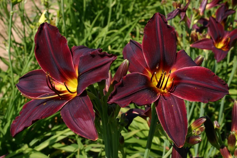 Hemerocallis 'American Revolution' (Großblumige Taglilie)