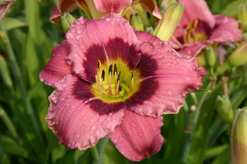 Hemerocallis 'Always Afternoon' (Großblumige Taglilie)