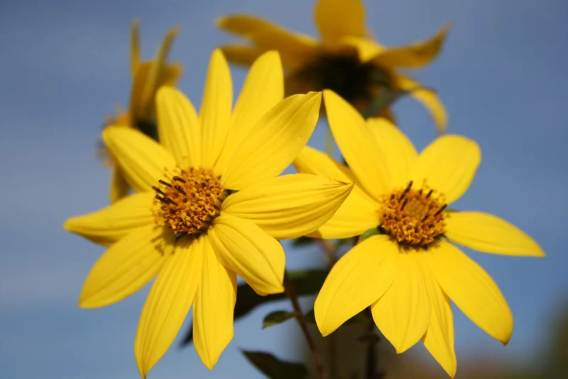 Helianthus microcephalus (Kleinblumige Staudensonnenblume)