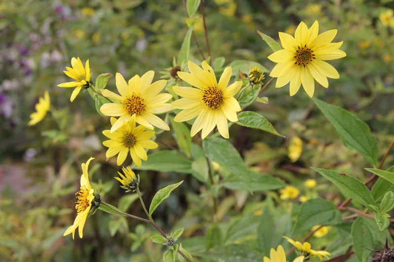 Helianthus microcephalus 'Lemon Queen' (Kleinblumige Sonnenblume)