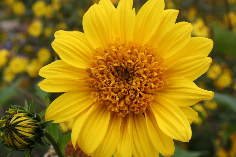 Helianthus decapetalus 'Capenoch Star' (Staudensonnenblume)
