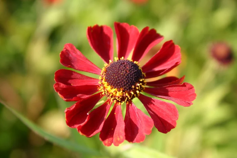 Helenium 'Rubinzwerg' (Garten Sonnenbraut)