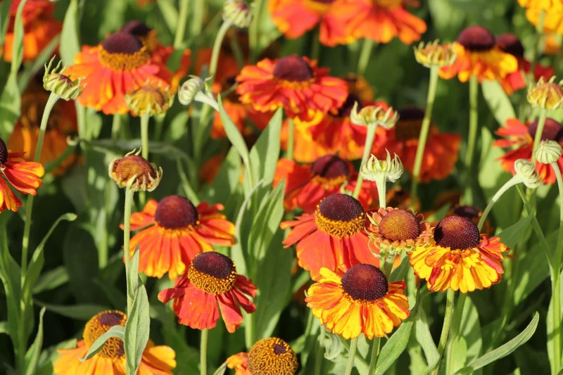 Helenium 'Sahin's Early Flowerer' (Sonnenbraut)