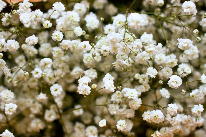 Gypsophila paniculata 'Schneeflocke' (Garten Schleierkraut)