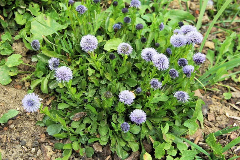 Globularia trichosantha (Behaarte Kugelblume)