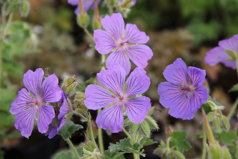 Geranium x magnificum 'Ernst Pagels' (Prächtiger Storchschnabel)