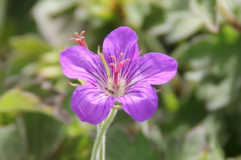 Geranium wlassovianum (Wlassovs Storchschnabel)