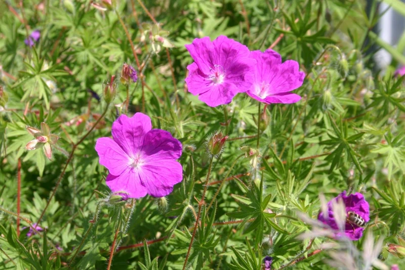 Geranium sanguineum (Blutstorchschnabel)
