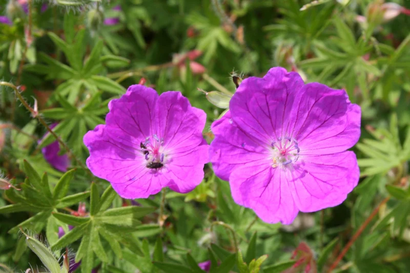 Geranium sanguineum 'Elsbeth' (Blutstorchschnabel)