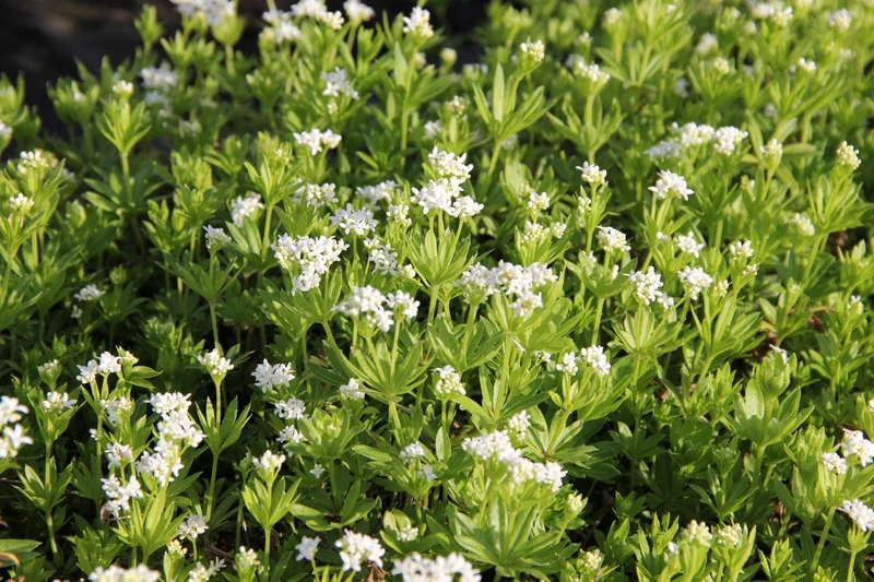 Galium odoratum (Echter Waldmeister)