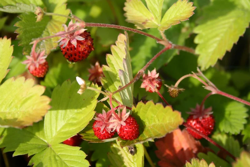 Fragaria vesca var. semperflorens 'Rügen' (Monatserdbeere)