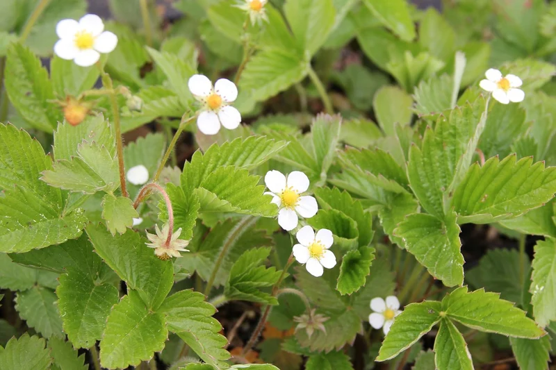 Fragaria vesca var. semperflorens 'Rügen' (Monatserdbeere)