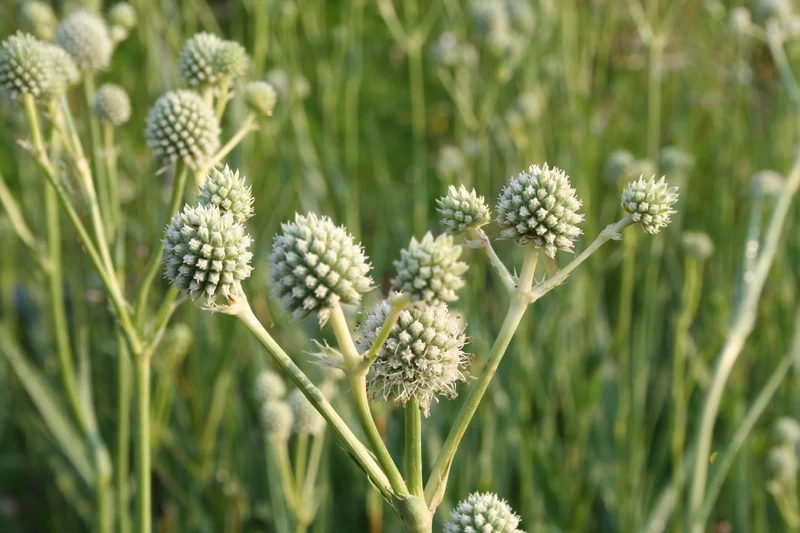 Eryngium yuccifolium (Palmlilienblättriger Mannstreu)