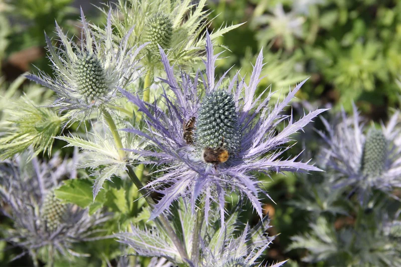 Eryngium alpinum 'Blue Star' (Mannstreu)