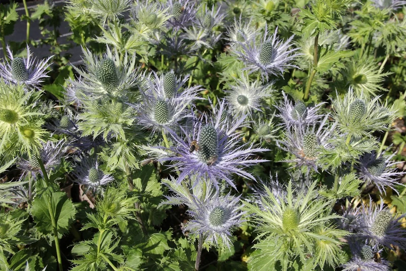 Eryngium alpinum 'Blue Star' (Mannstreu)