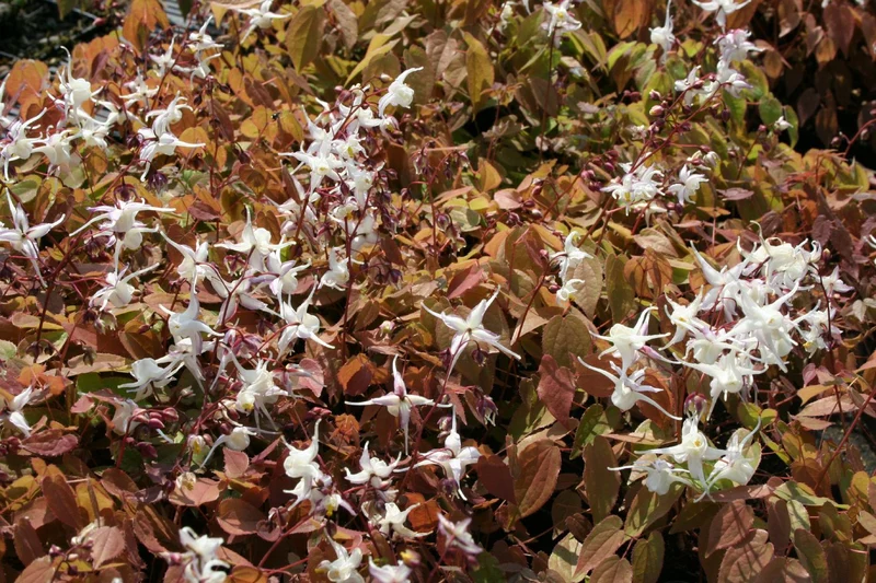 Epimedium grandiflorum (Großblütige Elfenblume)