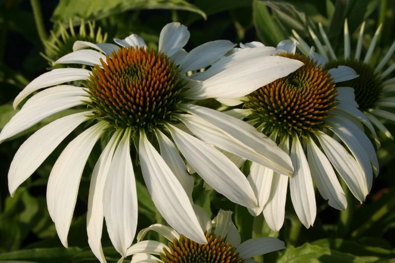 Echinacea purpurea 'Happy Star' (Scheinsonnenhut)