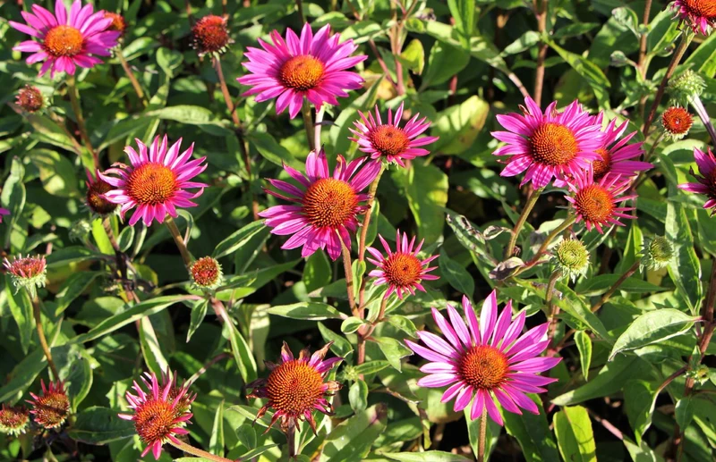 Echinacea 'JS Roho' (Scheinsonnenhut)