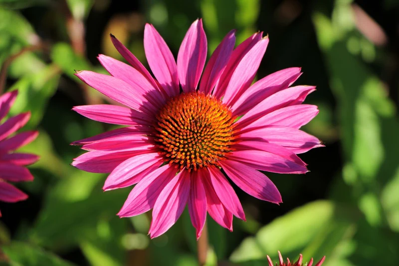 Echinacea 'JS Roho' (Scheinsonnenhut)