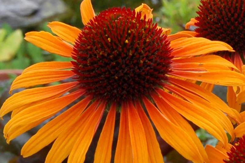 Echinacea 'Flame Thrower' (Scheinsonnenhut)