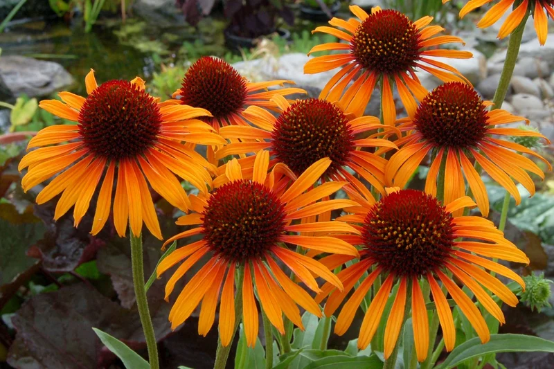 Echinacea 'Flame Thrower' (Scheinsonnenhut)