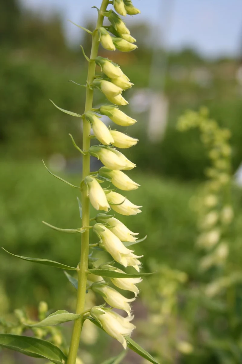 Digitalis lutea (Gelbblühender Fingerhut)