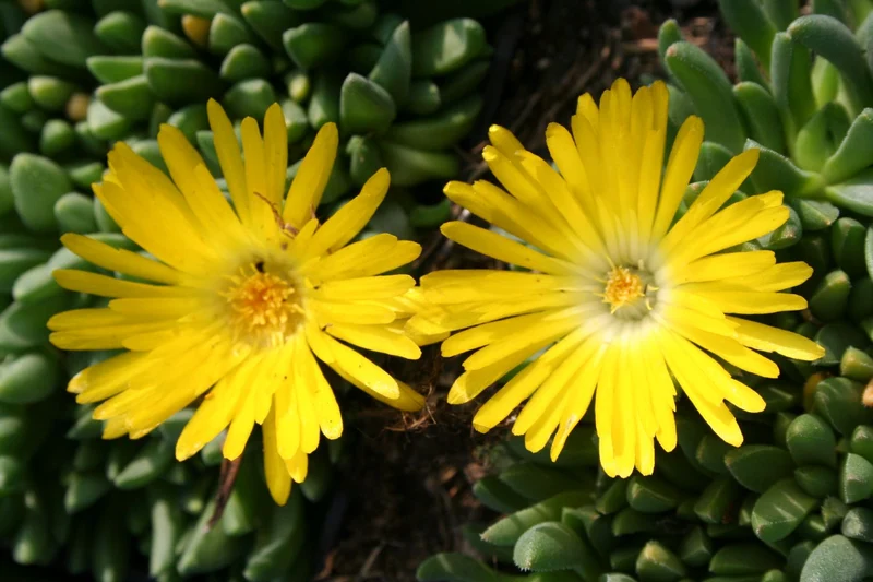 Delosperma congestum (Gedrängte Mittagsblume)