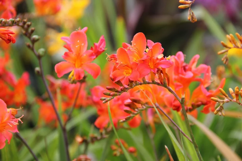 Crocosmia x crocosmiiflora 'Limpopo' (Montbretie)