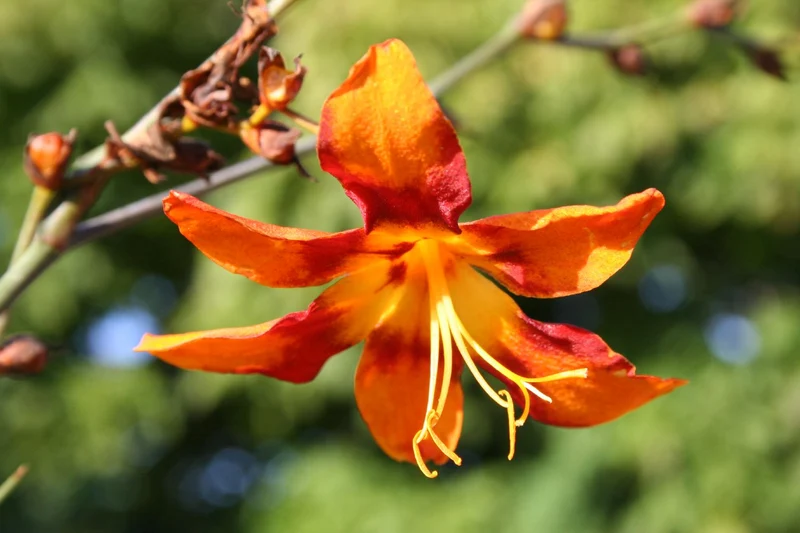 Crocosmia x crocosmiiflora 'Emily McKenzie' (Montbretie)