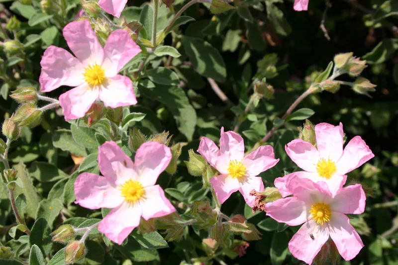 Cistus x lenis 'Grayswood Pink' (Zistrose)