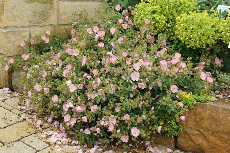 Cistus x lenis 'Grayswood Pink' (Zistrose)