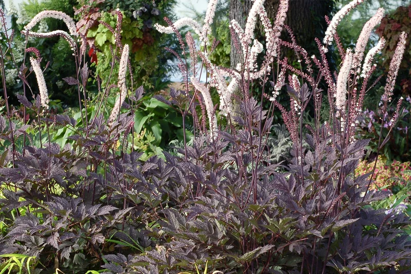Cimicifuga simplex 'Black Negligee' (Silberkerze)