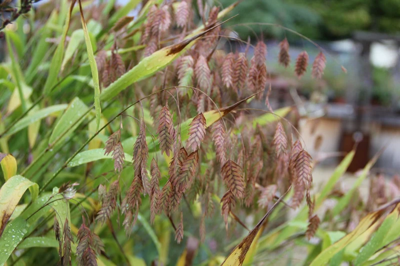 Chasmanthium latifolium (Plattährengras)
