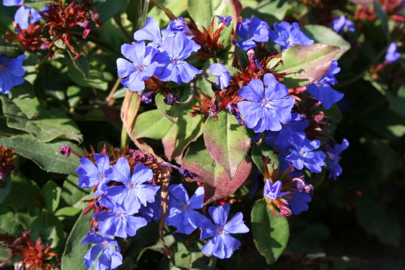Ceratostigma plumbaginoides (Bleiwurz)